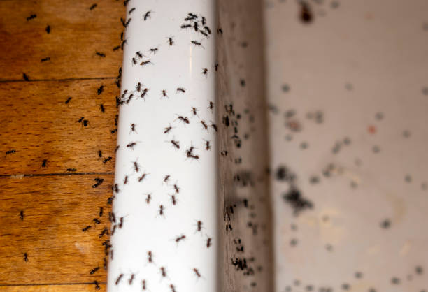 Best Wildlife Control Services  in Carlisle, OH