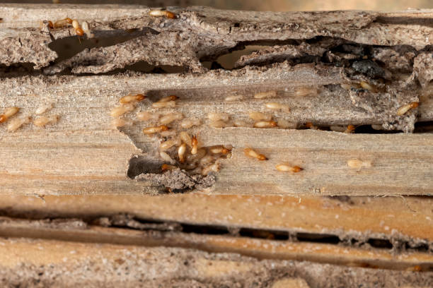 Best Affordable Pest Control Services  in Carlisle, OH