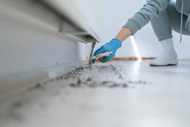 Best Rat Extermination Near Me  in Carlisle, OH
